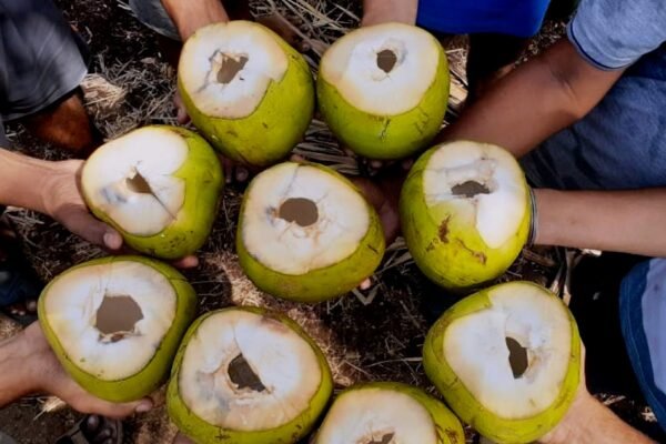 coconut water