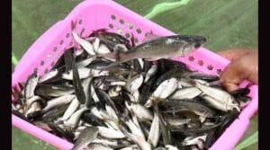 రేపటి నుంచి ఉచిత చేపపిల్లల పంపిణీ