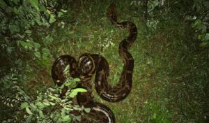 ఫ్రెండ్స్ ఆఫ్ స్నేక్స్ సొసైటీ యొక్క కృషితో రాక్ పైథాన్ రక్షణ