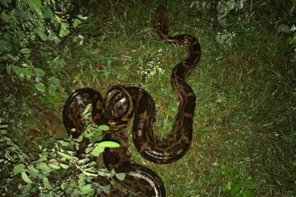 Indian rocky python trapped