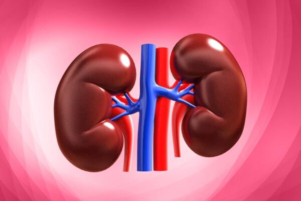 kidney