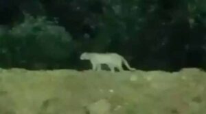 మియాపూర్ మెట్రో స్టేషన్ సమీపంలో కనిపించింది చిరుత కాదు అడవి పిల్లి