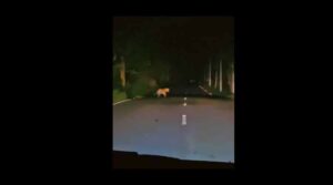 శ్రీశైలం-హైదరాబాద్ హైవేపై చిరుత హల్చల్