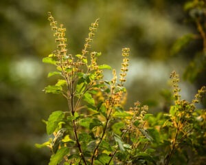తులసి మొక్క: పూజ, ఆరోగ్యం మరియు మనసుకు శాంతి