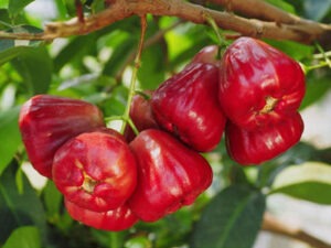 ఆరోగ్యానికి ఎంతో ఉపయోగకరమైన వాటర్ యాపిల్