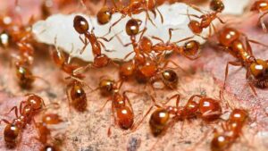 మనిషిని కుట్టి ప్రాణాలు తీసిన చీమలు