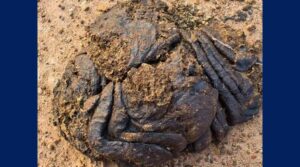 ఆవు పేడ కుప్పలో రూ.20 లక్షలు లభ్యం..ఎక్కడివో తెలుసా..?