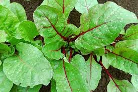 beetroot leaves