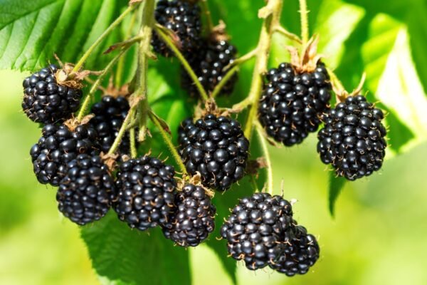 black berries