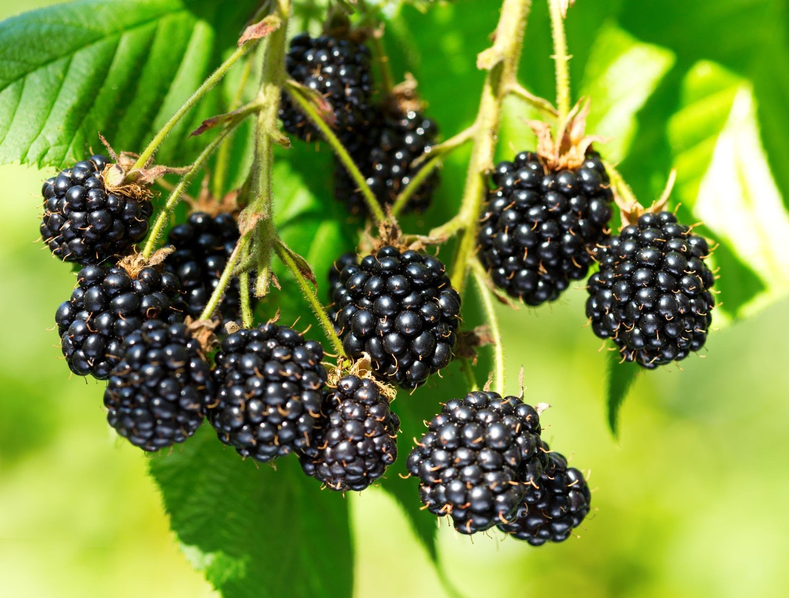 black berries