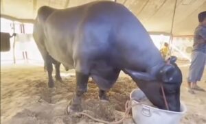 హర్యానాలో 1,500 కేజీ గేదె..?