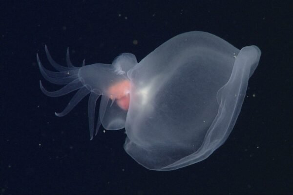 mbari mystery mollusc d0598 02