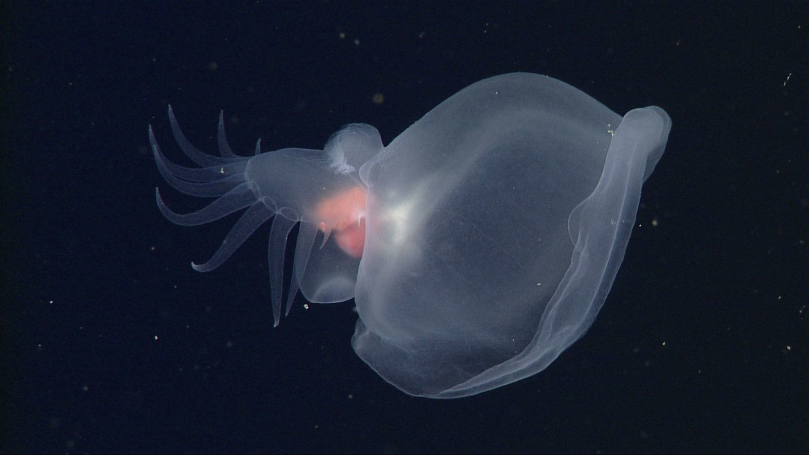 mbari mystery mollusc d0598 02