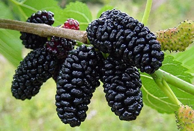 mulberries