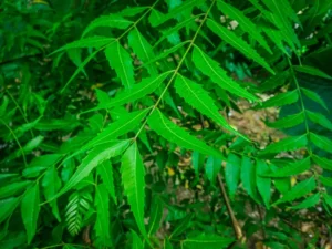 అద్భుతమైన వేపాకుల ఆరోగ్య ప్రయోజనాలు