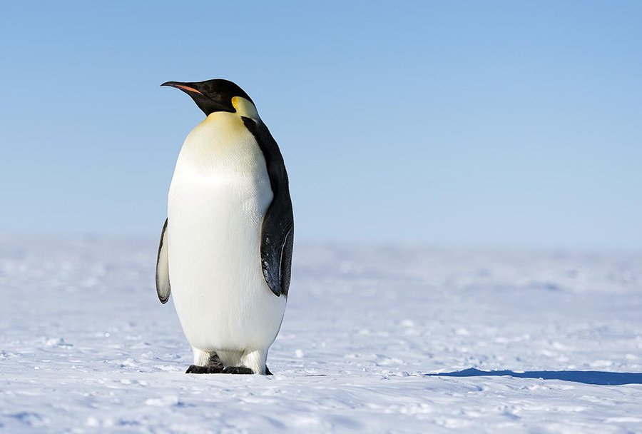 penguin