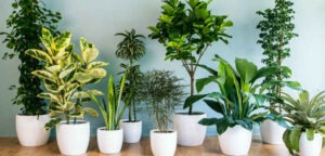 ఇంట్లో పెంచడానికి ఆరోగ్యకరమైన మొక్కలు