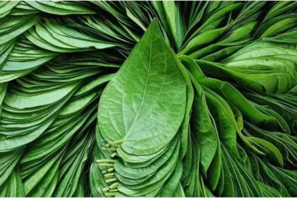 Betel leaf