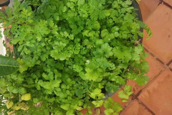 Coriander