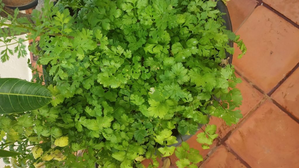 Coriander