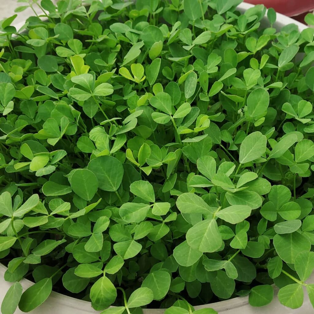 డయాబెటిస్ నియంత్రణకు మెంతికూర యొక్క ప్రయోజనాలు..