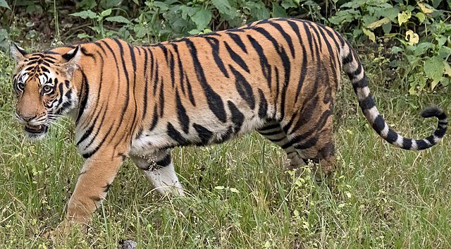 Walking tiger female