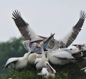 జనవరిలో ఫ్లెమింగో ఫెస్టివల్