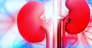 kidney health