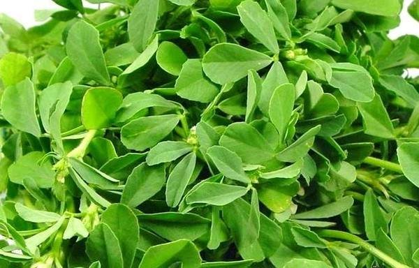 methi