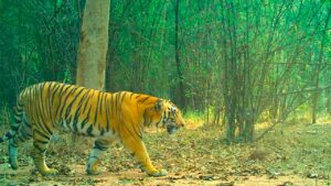 నల్లబెల్లి మండలంలో పెద్దపులి సంచారం