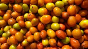 రేగు పండ్లలో ఉన్న అనేక పోషకాలు..