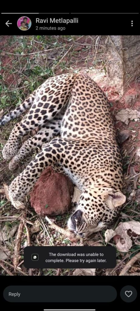 చిరుత పులి కలకలం