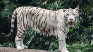 ఆలుబాక శివారులో పెద్దపులి సంచారం