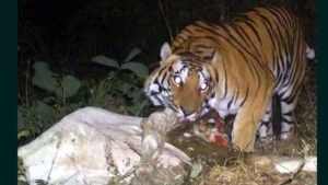 పాతపట్నంలో ఆవుపై దాడి చేసిన పెద్దపులి