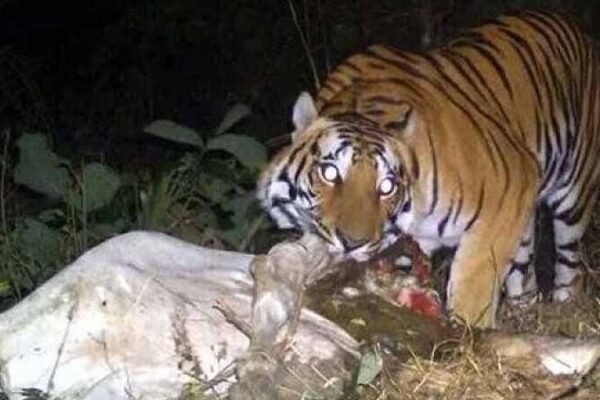 tiger attacked a cow