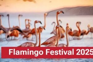 AP Flamingo Festival