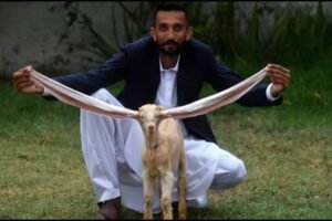 Goat Kid Sold In 14 lakh Ru