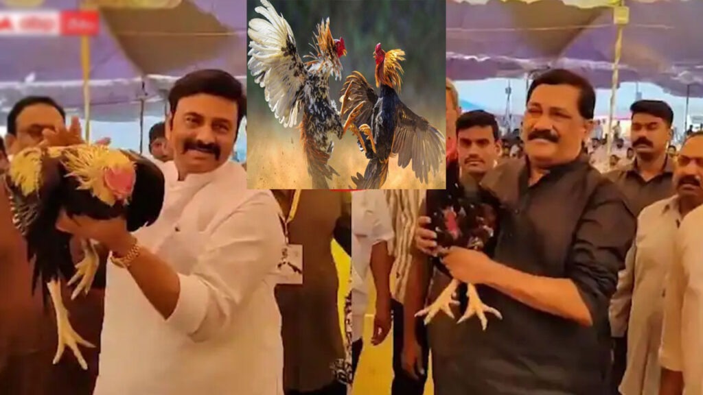 కోళ్ల పందెల బరులకు వెళ్లిన రఘురామ, గంటా