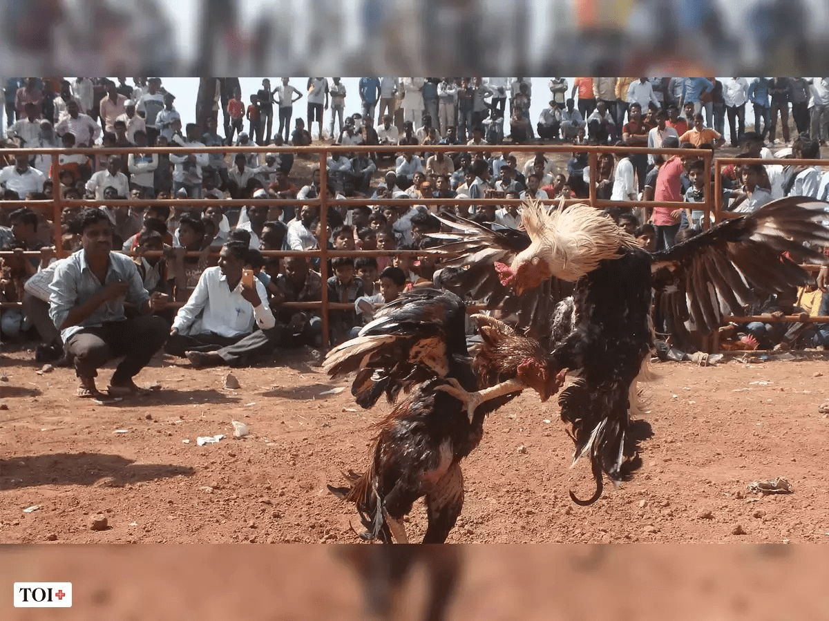 తెలుగు రాష్ట్రాల్లో భారీ ఎత్తున కోడి పందేలు