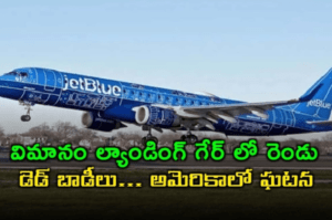 విమానం ల్యాండింగ్ గేర్ లో రెండు మృతదేహాలు