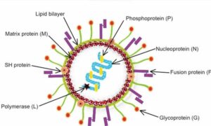 హెచ్‌ఎంపీవీ (HMPV) వైరస్ నేపథ్యంలో సీఎం రేవంత్ అలర్ట్