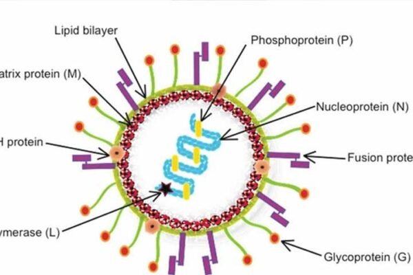 hmpv virus