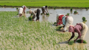 ఎరువుల కొరతతో సంక్షోభంలో వ్యవసాయ రంగం..ప్రత్యామ్నాయ సరఫరాకు యత్నం