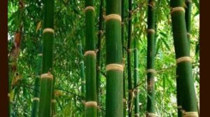 6 జిల్లాల్లో వెదురు సాగుకు తెలంగాణ ప్రభుత్వం నిర్ణయం