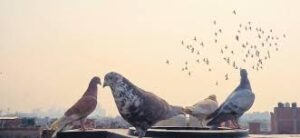 హైదరాబాద్‌లో పావురాల రేసింగ్ పోటీలు!