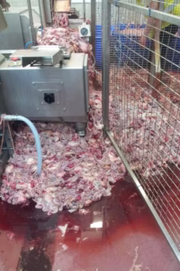 కుళ్ళిన చికెన్ విక్రయిస్తున్నారు జర జాగ్రత్త!