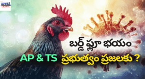 APలో బర్డ్ ఫ్లూ భయం – కోడి మాంసం తినడం సురక్షితమేనా?