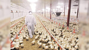 బర్డ్‌ఫ్లూ..చికెన్, గుడ్లు తినొద్దని అధికారుల ఆదేశాలు