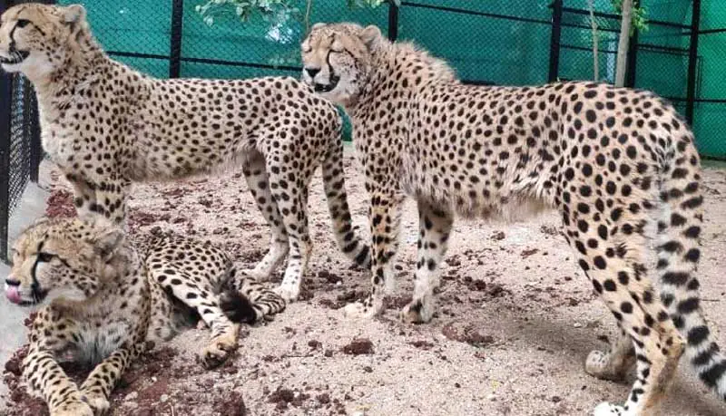 Five more cheetahs have been introduced to Kuno National Park.