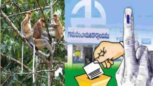 సర్పంచ్ ఎన్నికల్లో ‘కోతుల పంచాయితీ’